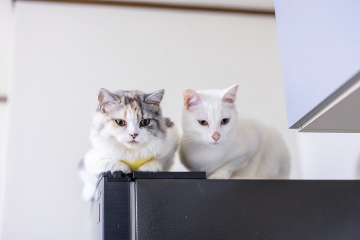 冷蔵庫の上から下を見下ろす2匹の猫