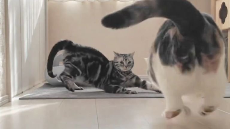 走ってくる猫と構える猫