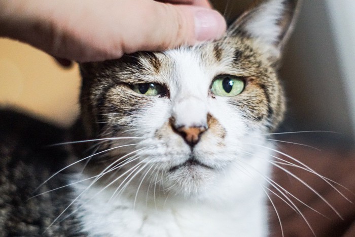 撫でられて困った顔をする猫