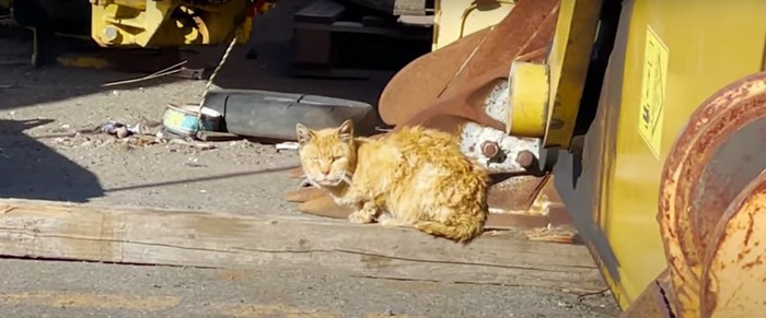 1匹の野良猫