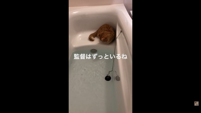 留まるぷてぃこちゃん