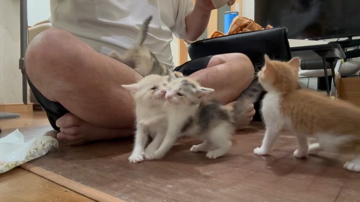 体を寄せる2匹の子猫と飼い主さんを見ている茶白の子猫