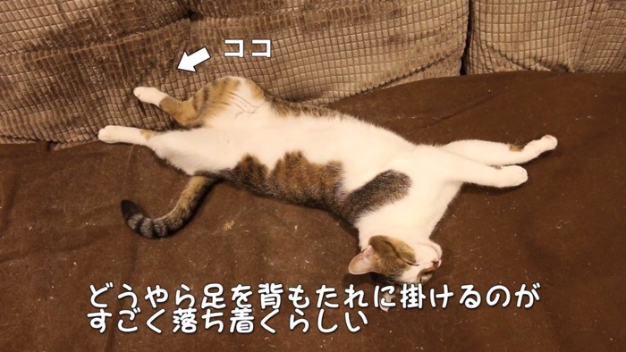 後足をソファーにかける猫