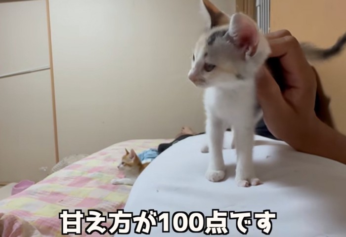 お腹の上に乗る子猫（甘え方が100点です）