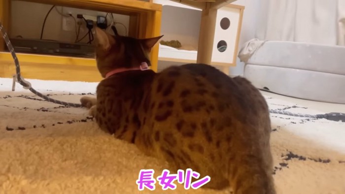 猫の後ろ姿