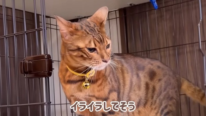 イカ耳の猫