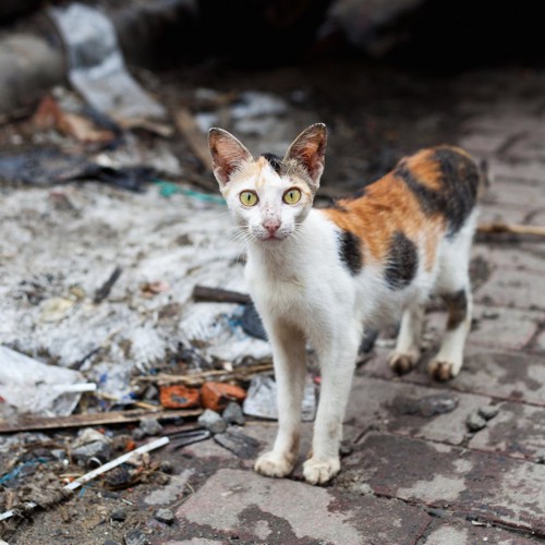 痩せている野良猫