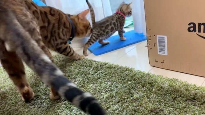 ピンク色の首輪の猫と成猫