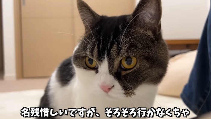 猫の顔