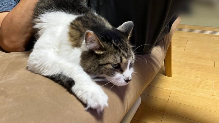 室内にいる猫
