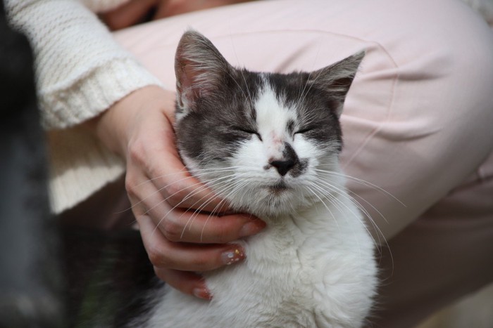 首元を撫でられて気持ちよさそうな猫