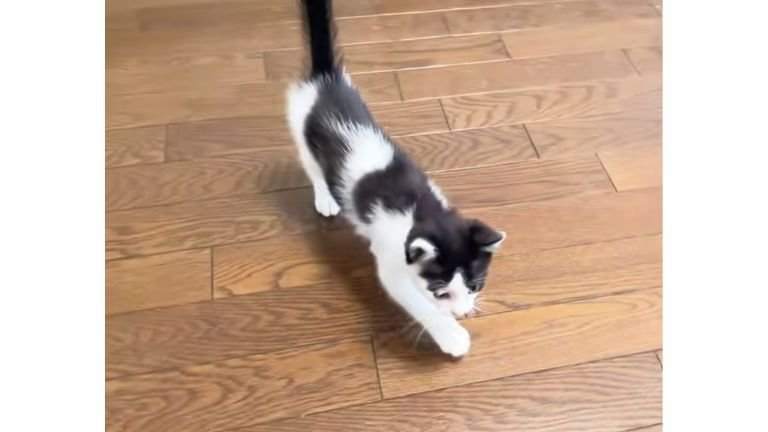 室内にいる猫