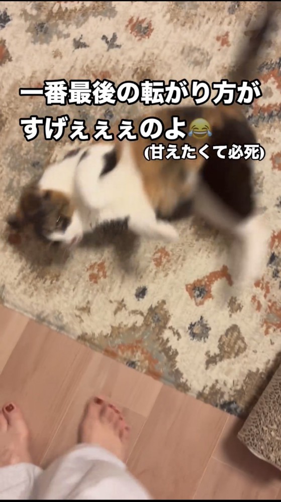 走って転がる猫