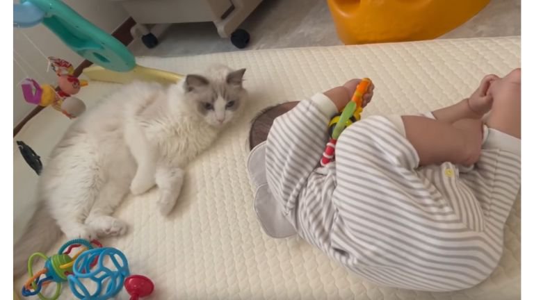 室内にいる猫と赤ちゃん