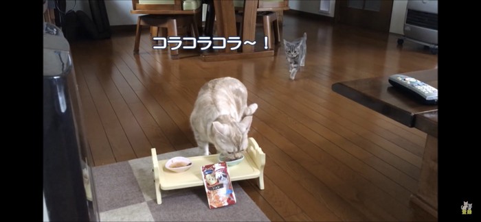 走ってくる猫