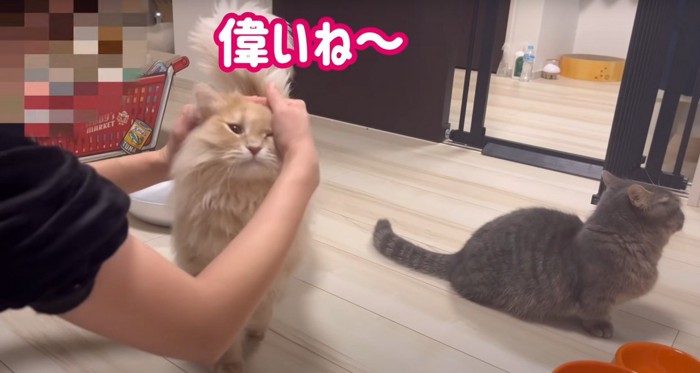 撫でられる猫