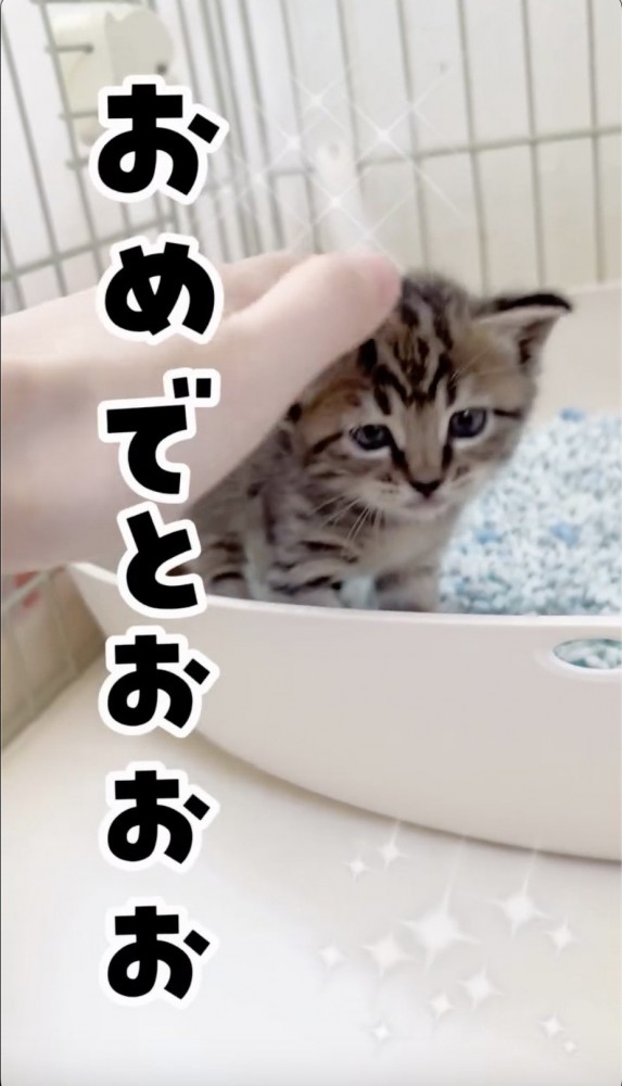 頭を撫でられる猫