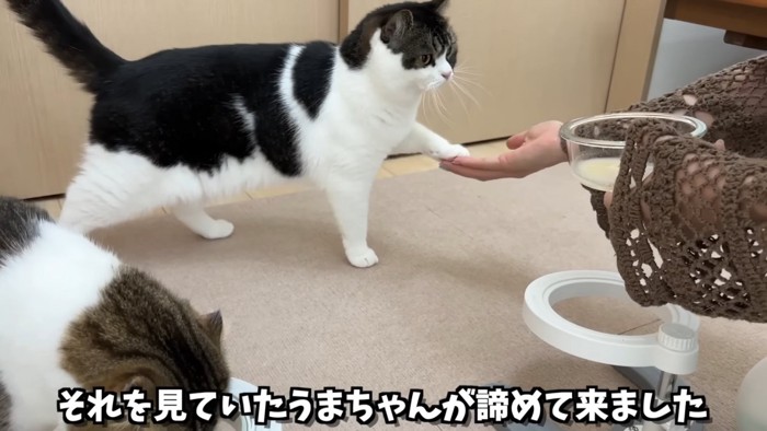 お手をする猫