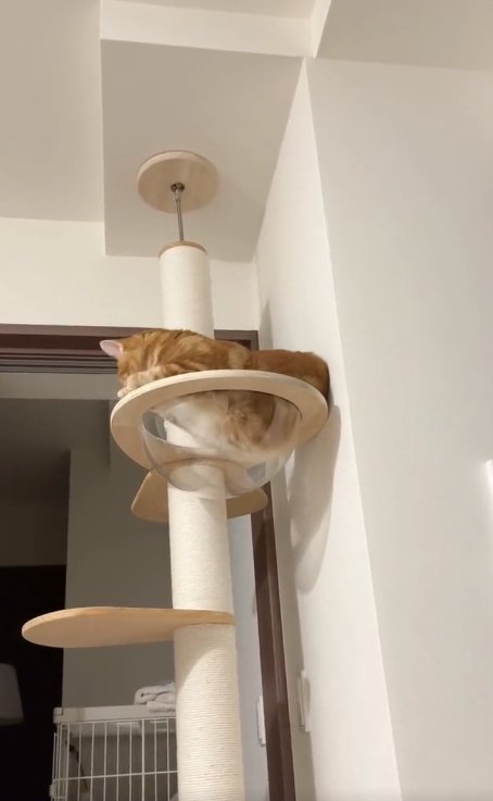 透明なキャットボウルにお腹を入れようとしている猫