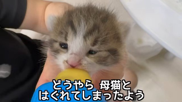 手の中でミルクを飲む子猫