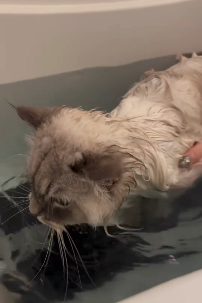 お湯に浸かりながら歩く猫