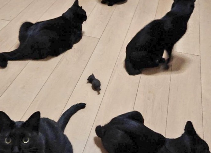 子猫?