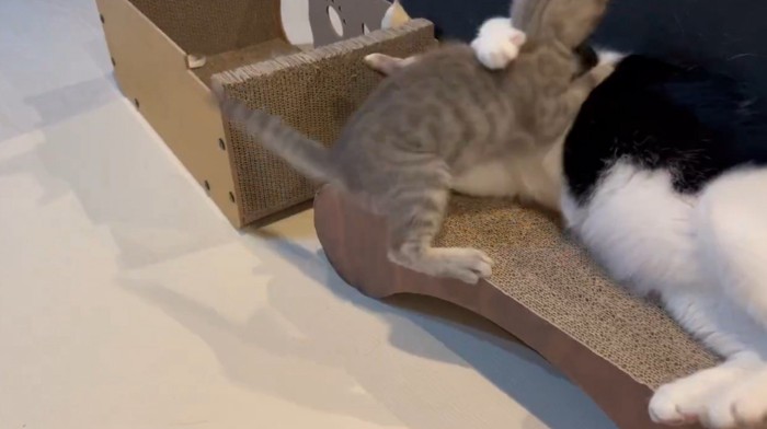 白黒猫に飛び掛かる子猫