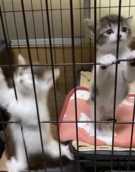 足を滑らせる子猫