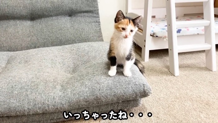 座る子猫
