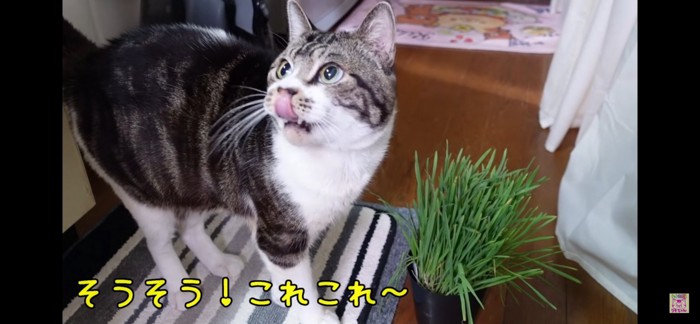 猫草