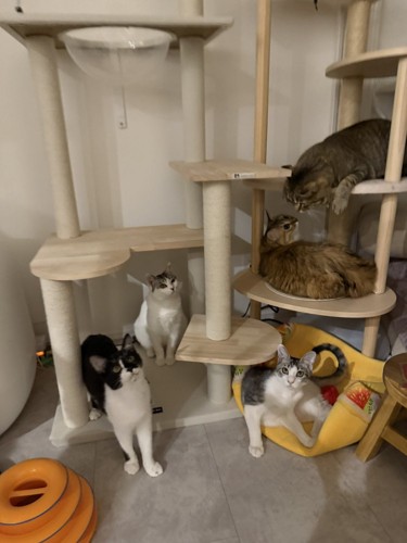 キャットタワーに集まる猫たち