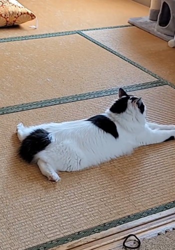 畳でくつろぐ猫2