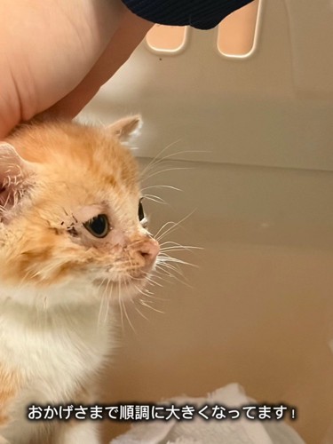 子猫の横顔