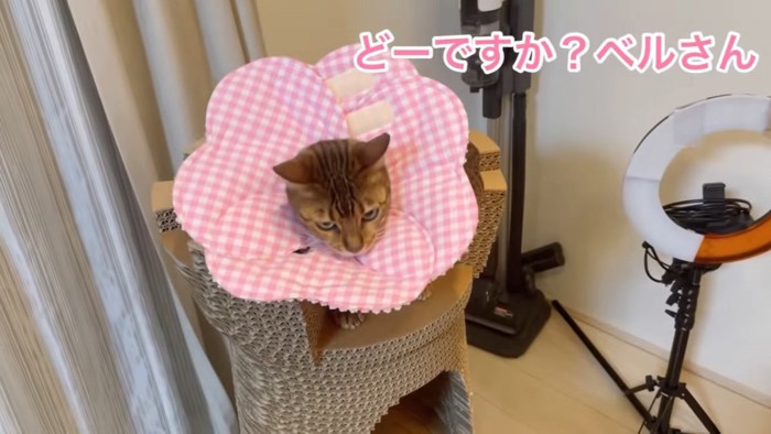 エリザベスカラーをする猫