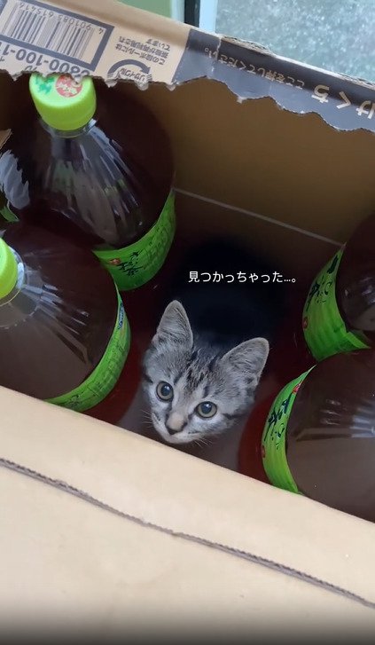 段ボールから見上げる子猫