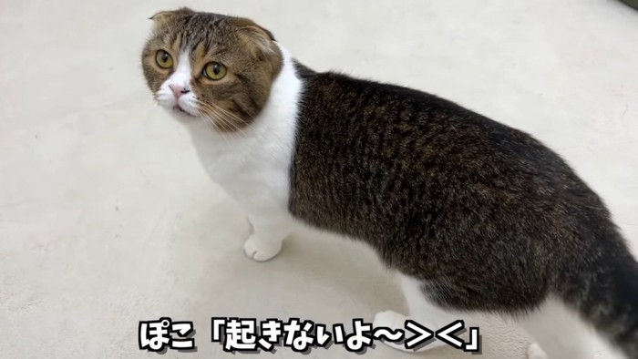 振り向く猫