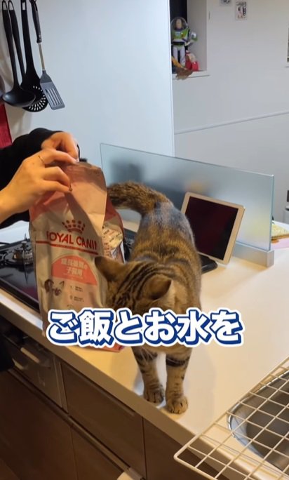 フードの袋と猫