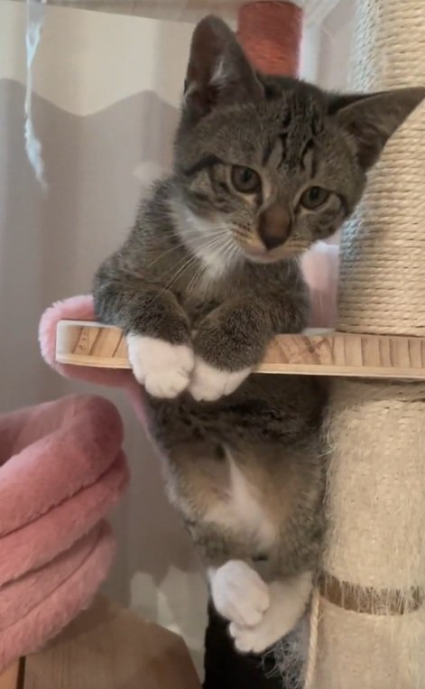 キャットタワーの穴にはまって座っている子猫