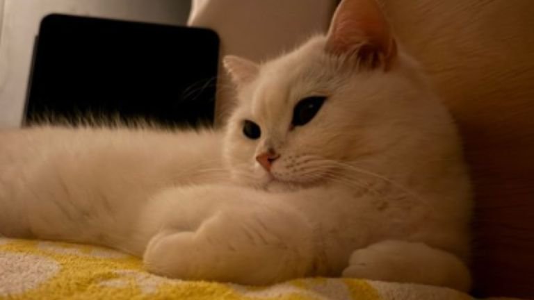 室内にいる猫