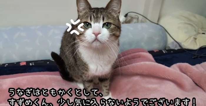 見つめる猫