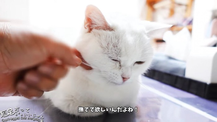 顔をなでられる猫