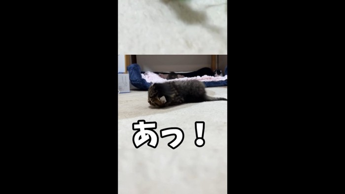 「あっ！」と転ぶ子猫