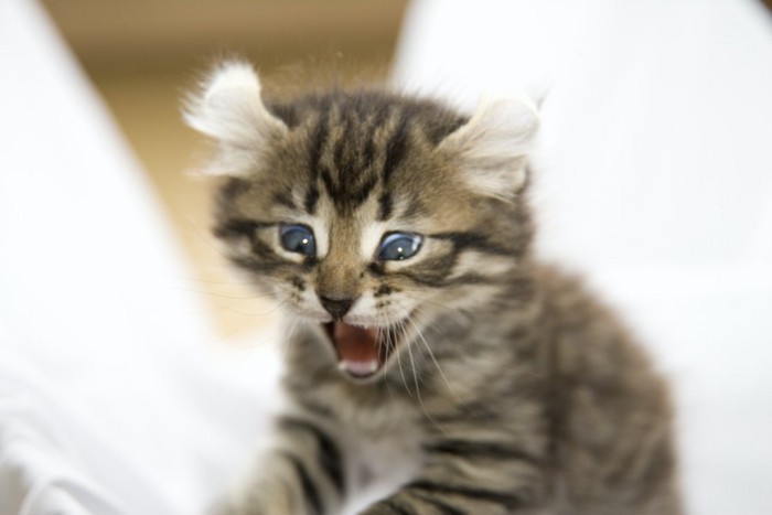 鳴く子猫