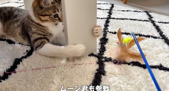 オモチャで遊ぶ猫