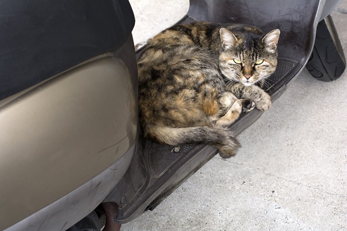 車内にいるサビ猫