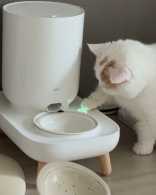 再度ボタンを押す猫