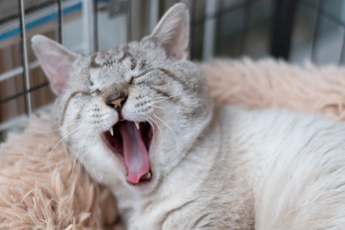 くつろぐ猫