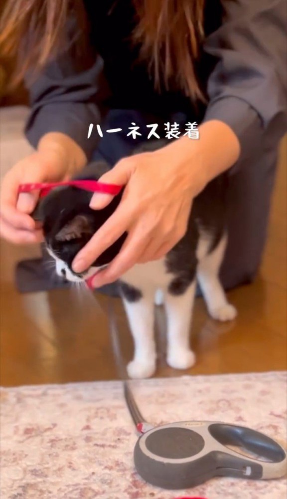 ハーネスを装着する猫