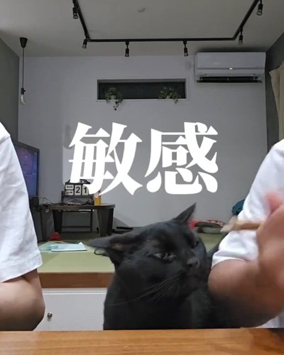 魚を狙う猫