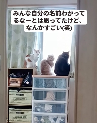 3匹の猫が振り返る